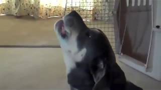 Funniest dog howling compilation 2016 [upl. by Leerzej740]