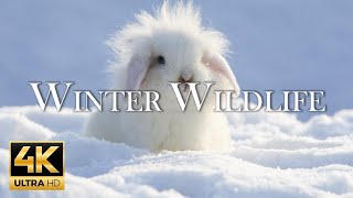 4K 11 Hours Of Animals In Winter Wonderland And Soothing Music for Relaxation  Heart Music [upl. by Eybbob844]