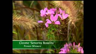 Proven Winners® Gardener Channel Proven Winners® Senorita Rosalita® Cleome [upl. by Ymarej]