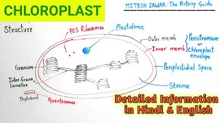 Chloroplast Structure and Functions  Ultrastructure of Chloroplast  Cell Organelle Chloroplast [upl. by Yniar]