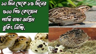 কোয়েল পাখির বাচ্চা অগ্রিম নিচ্ছি ১০১৫ দিনের বাচ্চা। [upl. by Oaoj]