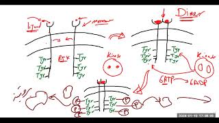 مستقبلات الكيناز تيروسين Receptor tyrosine kinases [upl. by Onez497]