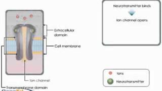 Receptor ligado à canal iônico [upl. by Irec]