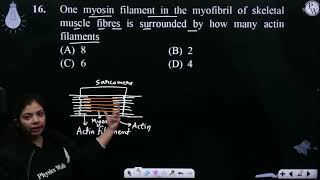 One myosin filament in the myofibril of skeletal muscle fibres is surrounded by how many actin f [upl. by Denyse]