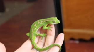 Naultinus Grayii Northland Green Gecko [upl. by Orsola]