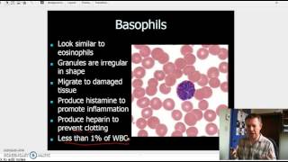 Granulocytes and Agranulocytes [upl. by Labanna]