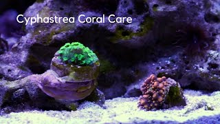 Cyphastrea Coral Care Tips [upl. by Eak]