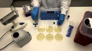 How to Perform Serial Dilutions in Microbiology [upl. by Chilson168]