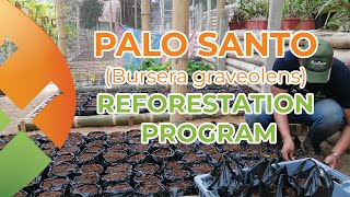 PALO SANTO Reforestation Program Bursera Graveolens [upl. by Agiaf68]