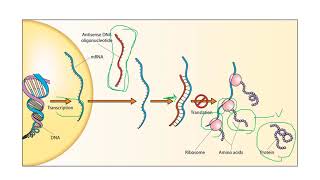 Virus Infection and Replication  Plant Virology  MSc Plant Pathology [upl. by Rey398]