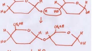 Carbohydrates [upl. by Candice]