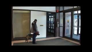 Service Dog Public Access Training  Opening Handicapp door [upl. by Quiteri686]