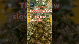 Pineapples take about two years to grow  Weird but Interesting  Food fact fact [upl. by Reede]