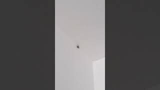 Spider on the ceiling [upl. by Diraf]