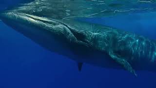 Marvelous views of whales [upl. by Dasie]