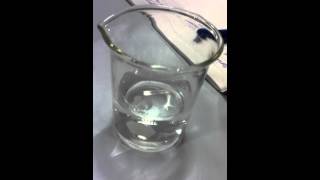 Magnesium reacting with Water [upl. by Anadal]