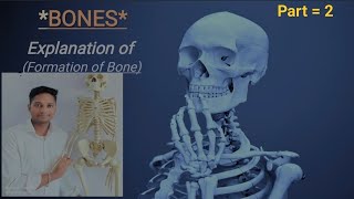 🦴 FORMATION OF BONE 🦴 [upl. by Sidman]