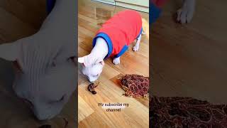 Cat Vs Frog Funny video 😅😂 subscriber funnypost funnyvideo [upl. by Manolo]