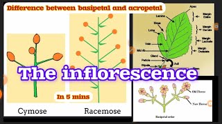 💯Inflorescence Class 11 Morphology in plants Animation  Explanation  Acropetal Basipetal [upl. by Timoteo976]