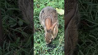 Eastern Cottontail Rabbit Comes To See Me Part 6 nature backyardgardening wildrabbits wildlife [upl. by Waring]