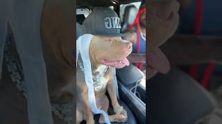 ¡Perros con Flow Moviéndose al Ritmo del Rap 🐾🎤 rap dog animals [upl. by Lemuelah630]