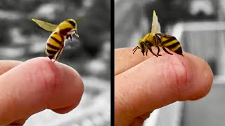 Bee Stings Human and then Apologizes [upl. by Rocray]