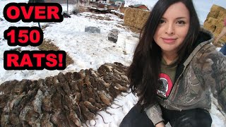 WELL OVER 150 RATS Caught by My Mink and Dogs [upl. by Noved]