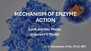 Mechanism of Enzyme Action  Lock amp Key  Induced Fit Model [upl. by Leoni]