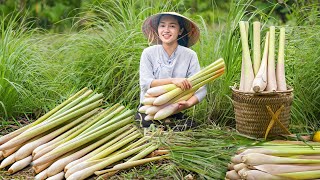 Video Full 60 Days Harvest LEMONGRASS  Cooking amp Gardening  Tiểu Phi Daily Life [upl. by Merideth]