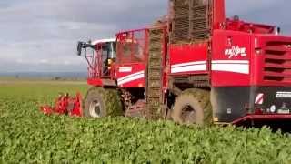 Grimme Rexor 620 in der Zuckerrüben Rodung 2014 [upl. by Anoblav]