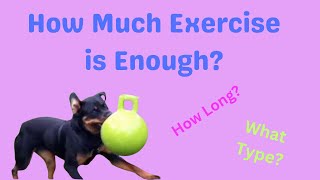 Exercise in Dogs How Much is Enough [upl. by Lareneg]