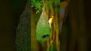 Amazing yellow bird making nest for live [upl. by Rye264]