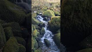 A cozy small woodland stream with gentle waterfalls and lush beautiful green banks radiating [upl. by Atihana]