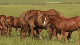 Weaning methods to reduce stress in foals [upl. by Eirruc]