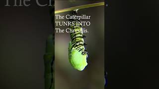 Watch The Amazing Transformation Into A Chrysalis insect [upl. by Sulohcin]