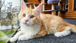 Maine Coon Kitten Ada  5 Months Old [upl. by Eibrik]