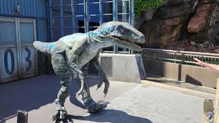 5242022 Universal Studios Hollywood  Jurassic World  Raptor Encounter [upl. by Haraf]