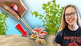 Beginners Guide How to Plant Live Aquarium Plants [upl. by Naul959]