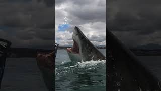 Gigantic Great White Shark Launches Out Of The Water [upl. by Yniar472]