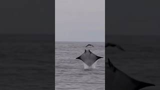 Mantarraya águila youtubeshorts pescaynaturaleza curiosidades [upl. by Doomham]