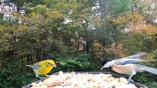 Nuthatch Pine Warbler Chickadee Cardinal [upl. by Orsini964]