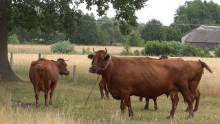 Bydło Polskie Czerwone u państwa Napiórkowskich [upl. by Gay]