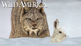 Wild America  S9 E4 North Woods Lynx  Full Episode HD [upl. by Anujra753]