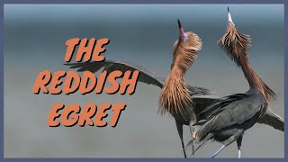 The Reddish Egret Everything You Need to Know  Feeding Dance CallSounds Hunting Habitat ID [upl. by Richer]