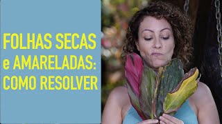 Como TRATAR PLANTAS com FOLHAS SECAS QUEIMADAS ou AMARELADAS [upl. by Yesac727]