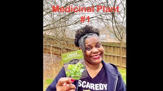 Medicinal Garden Mini Series  Plant 1 Medicinal and Culinary Uses of Lovage [upl. by Eihctir59]