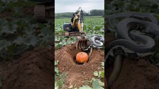 The excavator encountered a python while working in the vegetable garden [upl. by Bibi650]