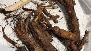 Burdock Medicinal Root Harvest herbs medicinal gardening growyourown [upl. by Maribel827]