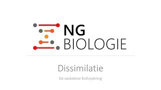 Dissimilatie  de oxidatieve fosforylering  VWO [upl. by Notyard]