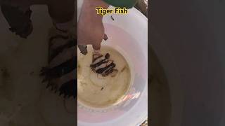 Tiger fish kalimantan barat [upl. by Ydak]